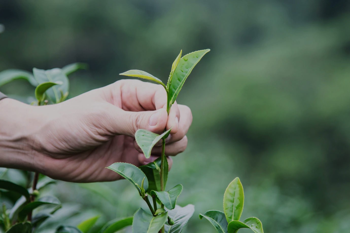 修水縣大椿茶廠